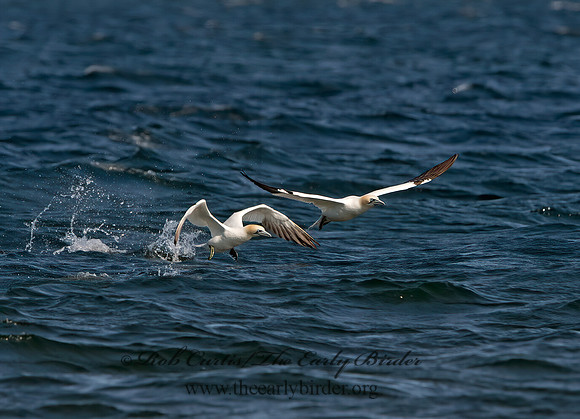 Morus bassanus  NORTHERN GANNET 9034457z