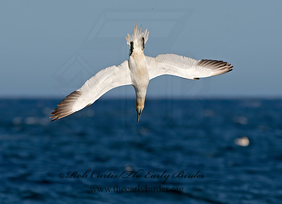 Morus bassanus  NORTHERN GANNET 9034458z