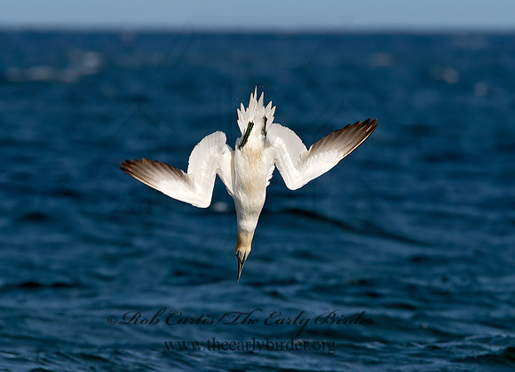 Morus bassanus  NORTHERN GANNET 9034459z