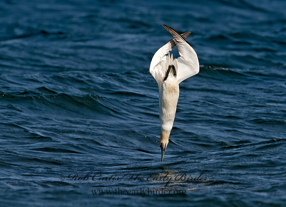 Morus bassanus  NORTHERN GANNET 9034460z