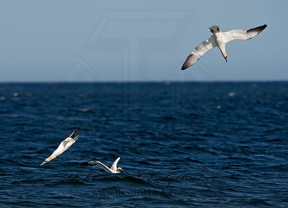 Morus bassanus  NORTHERN GANNET 9034461z