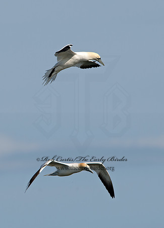 Morus bassanus  NORTHERN GANNET 9034478z