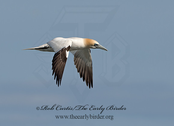 Morus bassanus  NORTHERN GANNET 9034483z