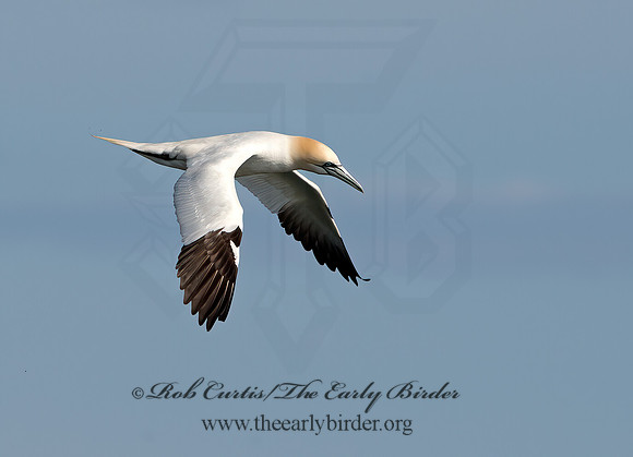 Morus bassanus  NORTHERN GANNET 9034485z