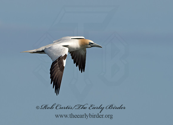 Morus bassanus  NORTHERN GANNET 9034486z