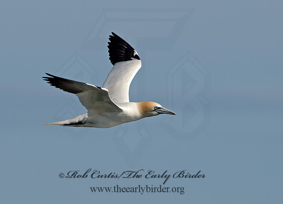Morus bassanus  NORTHERN GANNET 9034487z