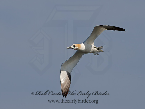 Morus bassanus  NORTHERN GANNET 9034489z