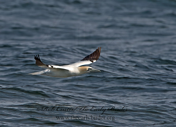 Morus bassanus  NORTHERN GANNET 9034508z