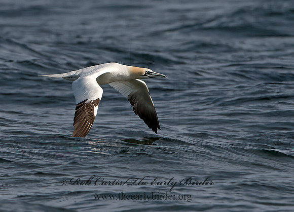 Morus bassanus  NORTHERN GANNET 9034509z