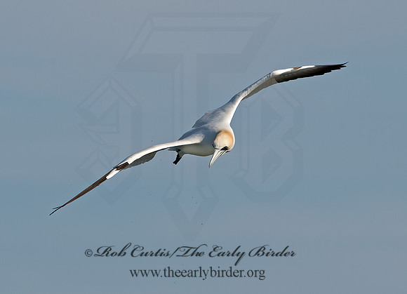 Morus bassanus  NORTHERN GANNET 9034510z