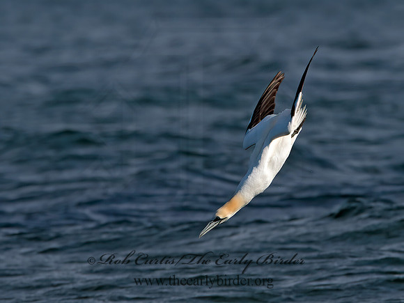 Morus bassanus  NORTHERN GANNET 9034513z