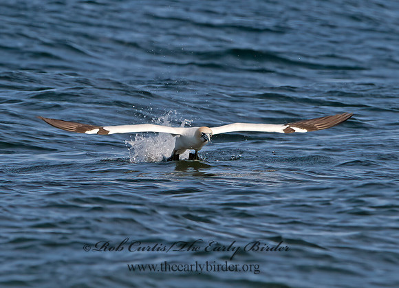 Morus bassanus  NORTHERN GANNET 9034514z