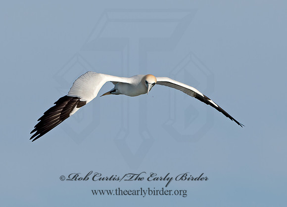 Morus bassanus  NORTHERN GANNET 9034517z