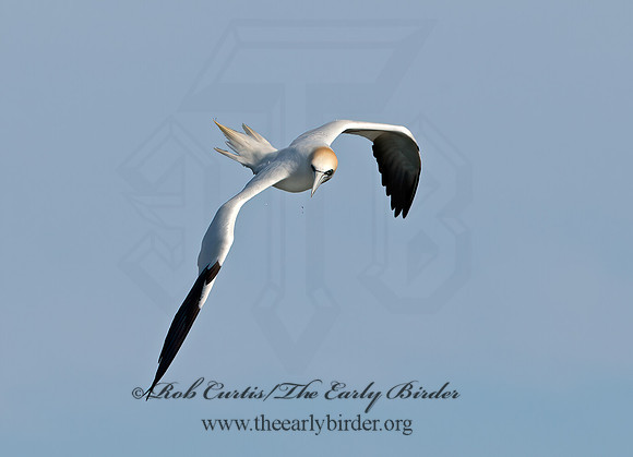 Morus bassanus  NORTHERN GANNET 9034518z