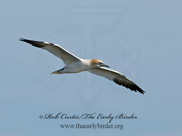 Morus bassanus  NORTHERN GANNET 9034521z