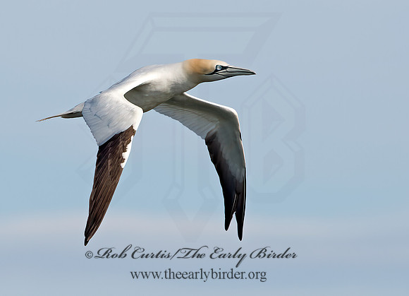 Morus bassanus  NORTHERN GANNET 9034532z