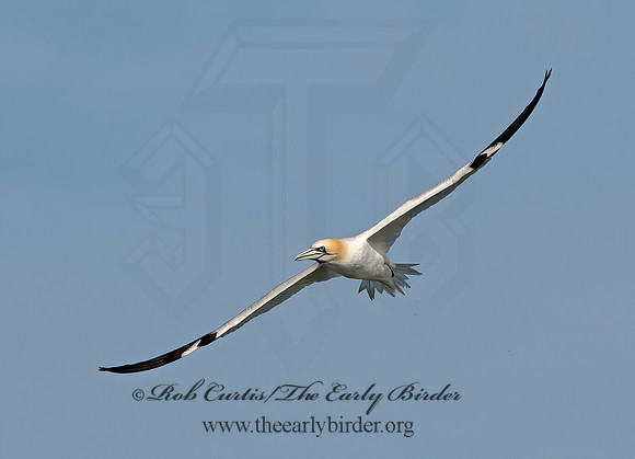 Morus bassanus  NORTHERN GANNET 9034541z