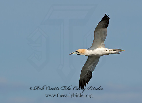 Morus bassanus  NORTHERN GANNET 9034542z
