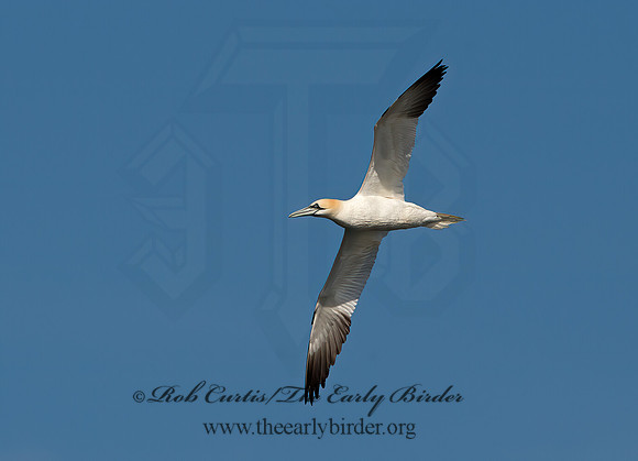 Morus bassanus  NORTHERN GANNET 9034549z