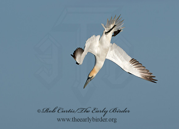 Morus bassanus  NORTHERN GANNET 9034564z