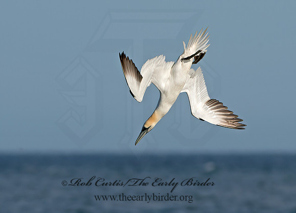 Morus bassanus  NORTHERN GANNET 9034565z