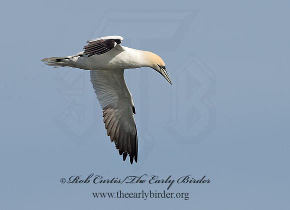Morus bassanus  NORTHERN GANNET 9034570z
