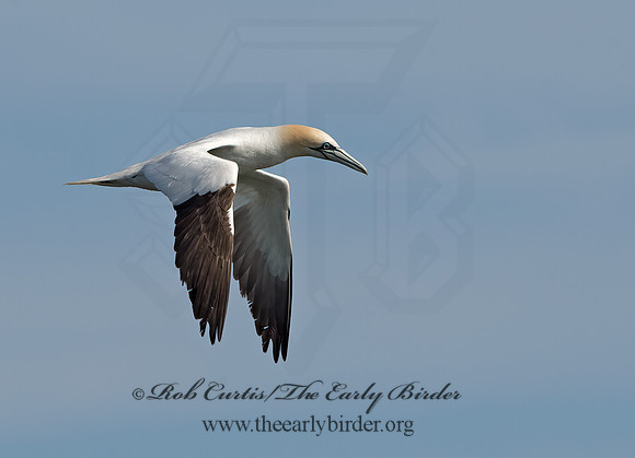 Morus bassanus  NORTHERN GANNET 9034571z