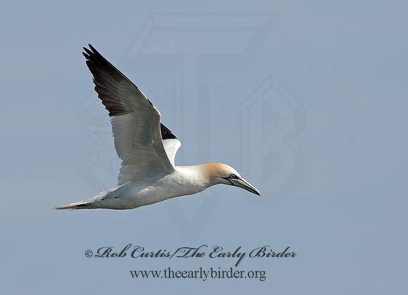 Morus bassanus  NORTHERN GANNET 9034573z