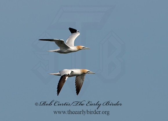 Morus bassanus  NORTHERN GANNET 9034576z