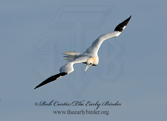 Morus bassanus  NORTHERN GANNET 9034596z