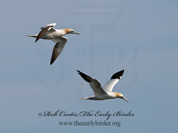 Morus bassanus  NORTHERN GANNET 9034585z