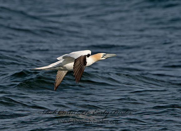Morus bassanus  NORTHERN GANNET 9034617z