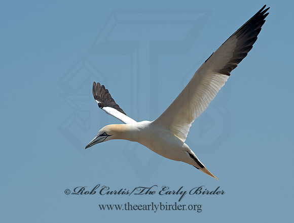 Morus bassanus  NORTHERN GANNET 9034864z
