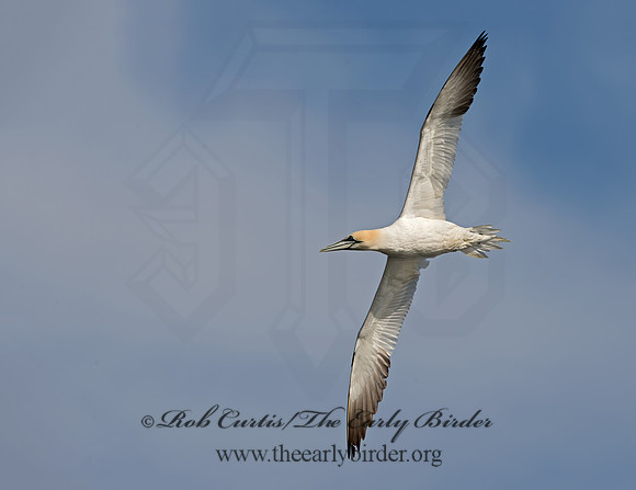 Morus bassanus  NORTHERN GANNET 9034606z