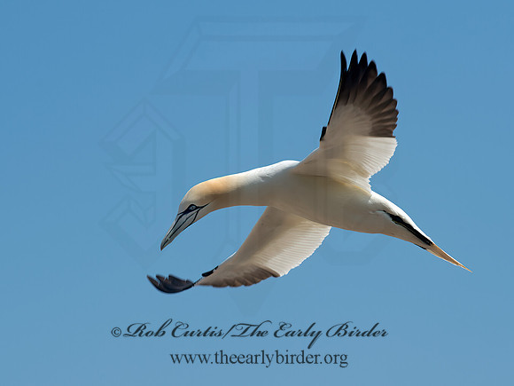 Morus bassanus  NORTHERN GANNET 9034866z