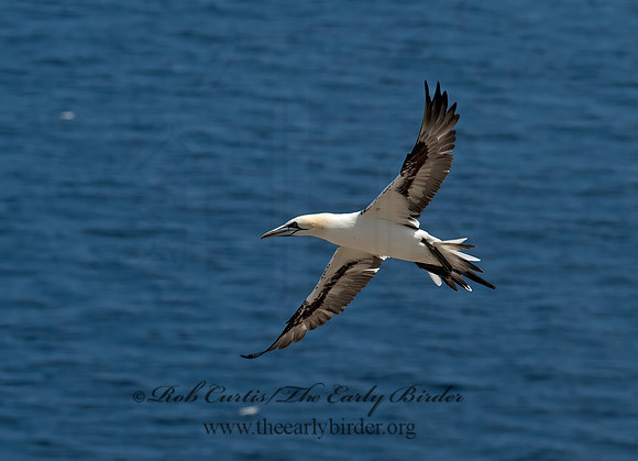Morus bassanus  NORTHERN GANNET 9034896z