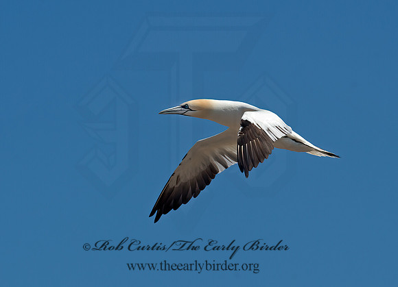 Morus bassanus  NORTHERN GANNET 9034900z