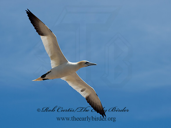 Morus bassanus  NORTHERN GANNET 9034906z