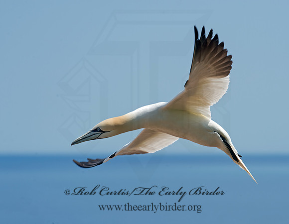 Morus bassanus  NORTHERN GANNET 9034914z