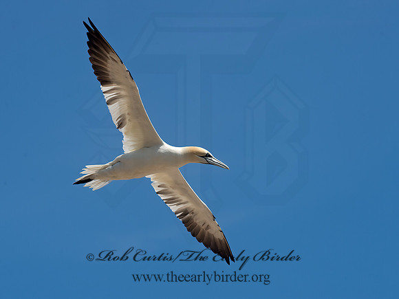 Morus bassanus  NORTHERN GANNET 9034919z