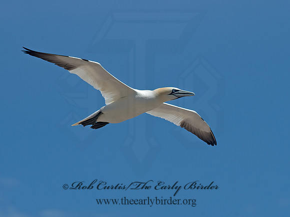 Morus bassanus  NORTHERN GANNET 9034973z
