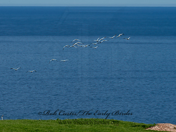 Morus bassanus  NORTHERN GANNET 9034936z