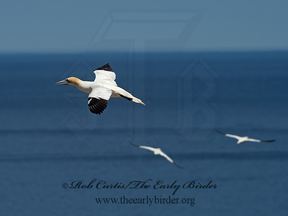 Morus bassanus  NORTHERN GANNET 9035000z