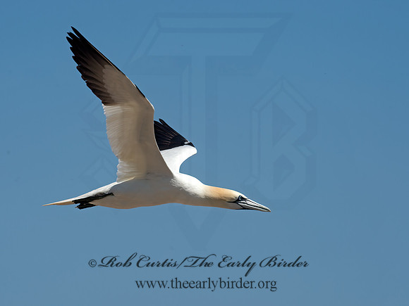 Morus bassanus  NORTHERN GANNET 9035002z