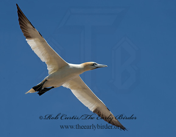Morus bassanus  NORTHERN GANNET 9034999z