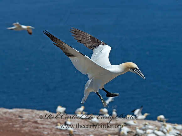 Morus bassanus  NORTHERN GANNET 9035026z