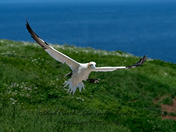 Morus bassanus  NORTHERN GANNET 9035138z