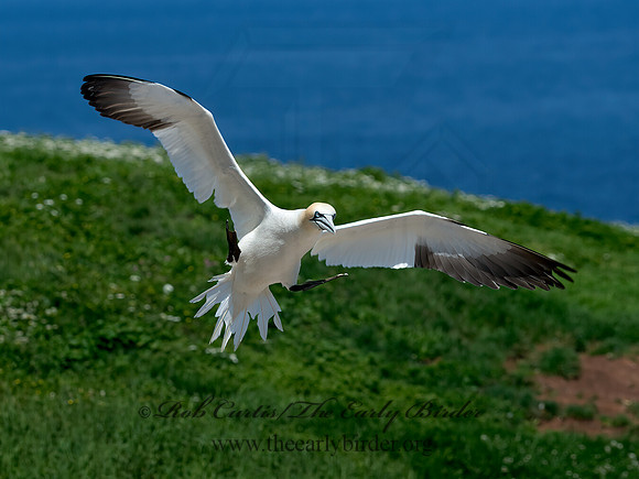 Morus bassanus  NORTHERN GANNET 9035139z