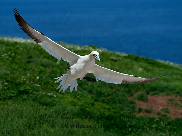 Morus bassanus  NORTHERN GANNET 9035140z