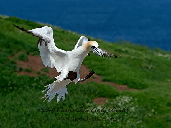 Morus bassanus  NORTHERN GANNET 9035141z